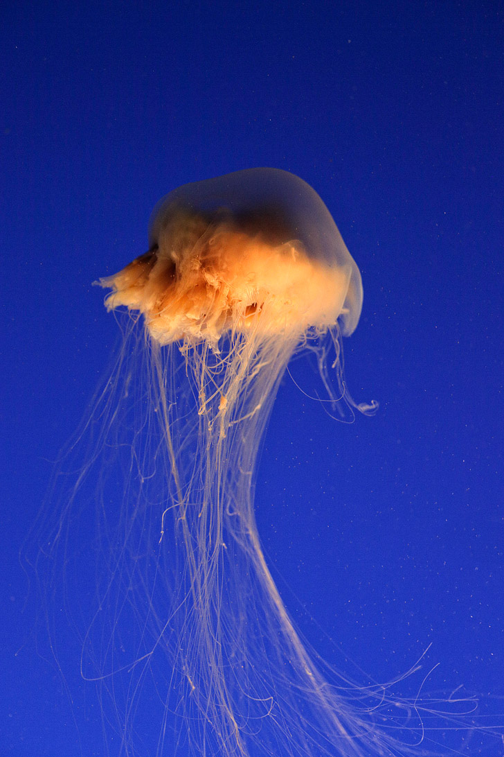 Lions Mane Jellyfish {Click Through to See More Jellyfish Images}.