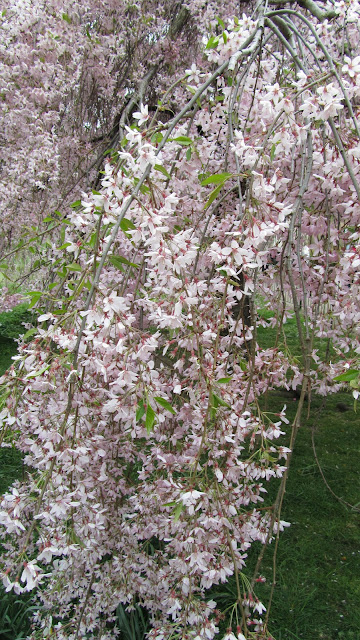 MSC Lirica: Bridge Cruise или укрощение строптивых