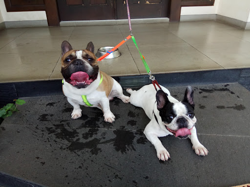 Tammy Pet Shop Manyar Kertoadi Pet Groomer