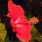 Eleiren Bowen avatar image