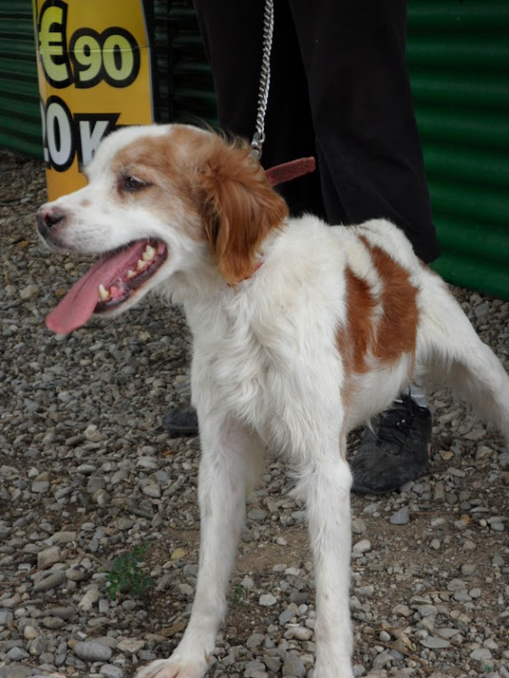 Adoptez moi - MILO  -  Epagneul Breton blanc/roux  13 ans  (petit souffle au coeur) -  Refuge de  SISTERON  (04) SAM_0904