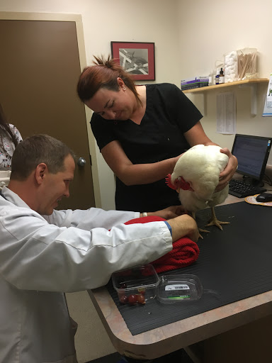 Veterinarian «Belleview Animal Clinic», reviews and photos