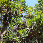 Banksias beside the track (104437)