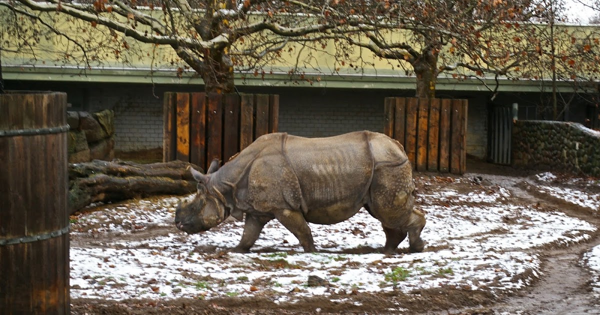 Носорог в московском зоопарке
