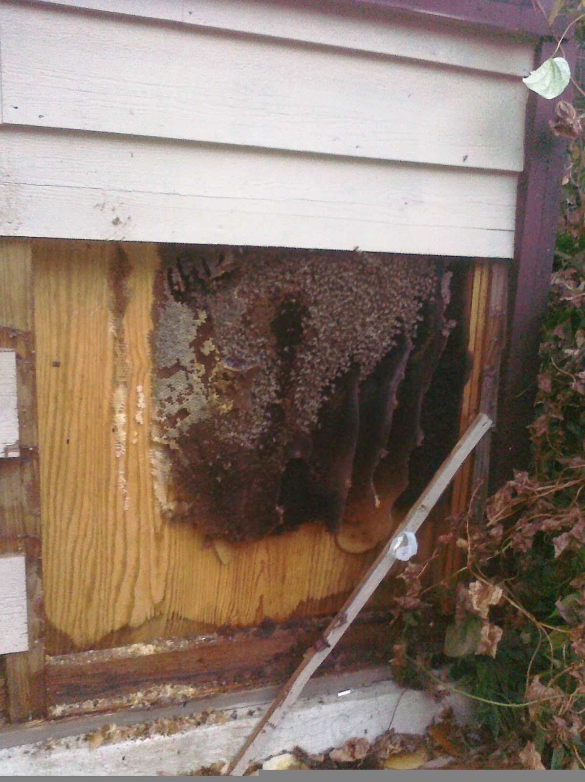 ALL Florida Bee Removal Blog: Honey Bees in House Walls, Eaves and Columns