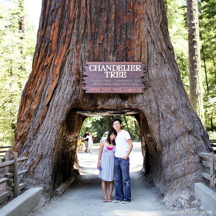 The Chandelier Tree at Redwood National Park (11 Most Amazing Trees to Put On Your Bucket List).