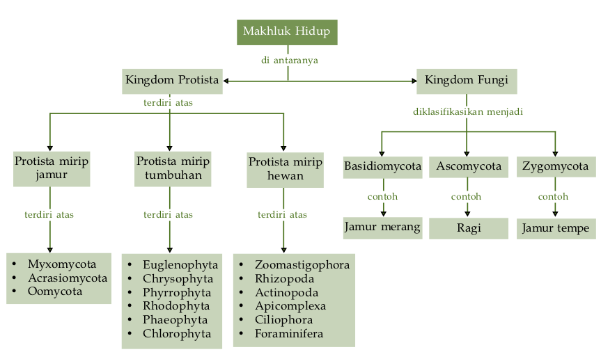 Peta Konsep Belajar Kingdom Protista dan Kingdom Fungi 