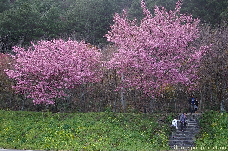 山櫻、霧社櫻、吉野櫻、八重櫻、還有特有的紅粉佳人，被美麗包圍的武陵農場。