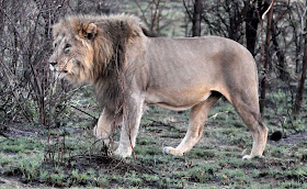 Wildlife Photos of Lion