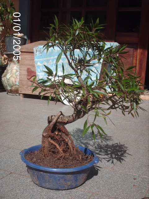 Ficus Nerifolia, Uma raiz de 3 anos... PICT0951