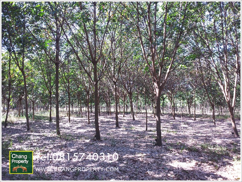 สวนยางสกลนคร อ.คำตากล้า:rubber plantation sale