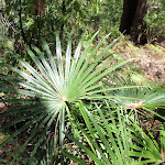 Palm on Warri Warri Track (235898)