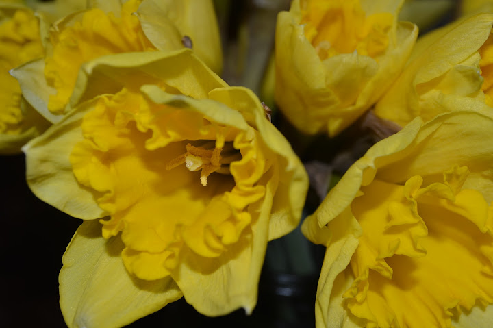 Everyday Photo: Daffodils by Laura Bolesta