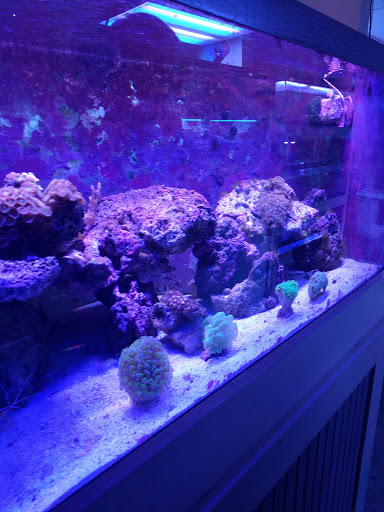 Aquarium «Jays Aquatics», reviews and photos, 10 Lawrence Rd, Salem, NH ...