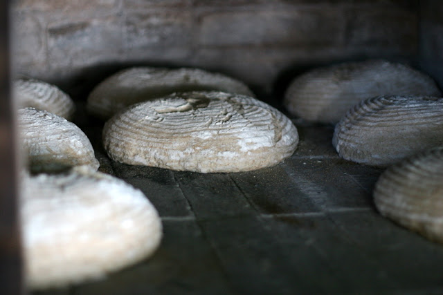 Bread Loaves cooking in Masonry oven