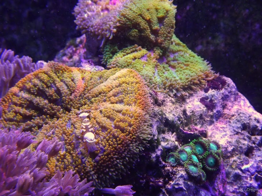 Show me your mini-carpet anemones - Page 2 - Reef Central Online Community