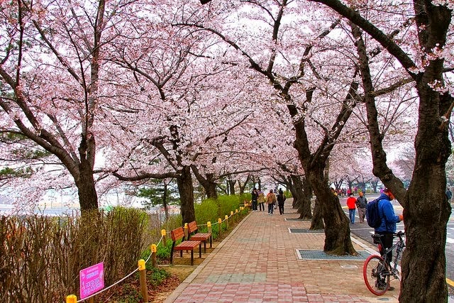 5 Tempat Terbaik Melihat Bunga Sakura Bunga Papan Jakarta