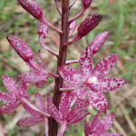 Dipodium punctatum (Hyacinth orchid) (228688)