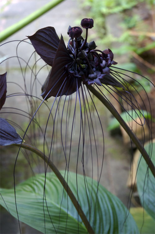 macam macam jenis bunga  bunga  anggrek  hitam 