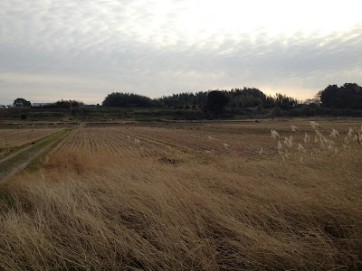 Brush and field