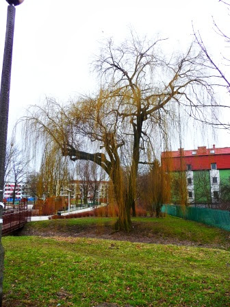 Wierzba płacząca Salix x sepulcralis Chrysocoma