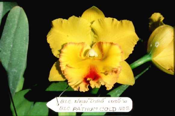 Растения из Тюмени. Краткий обзор - Страница 10 BLC_PATHUM%25252520GOLD_big