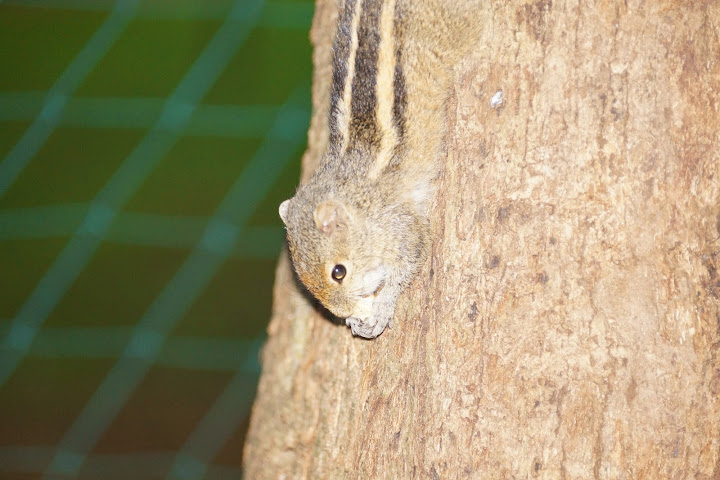 Шри-Ланка: на машине 1 100 км,  фото без комментариев, март-апрель 2013г.