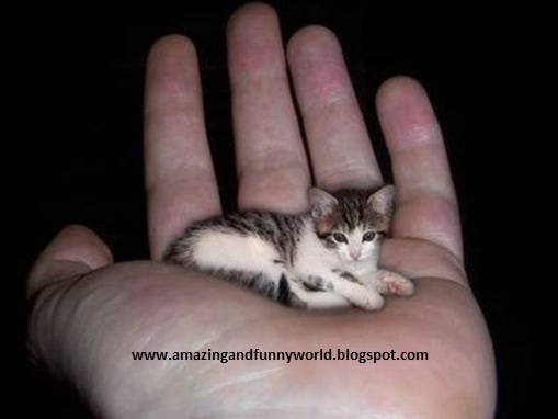 smallest cat in world. World#39;s Smallest cat