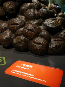 "Pile of Poo" with sign saying "Touch 3 weeks worth of Europlocephalus poo.