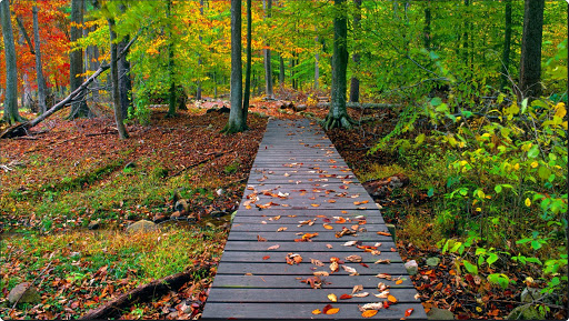 An Autumn Walk, Virginia.jpg