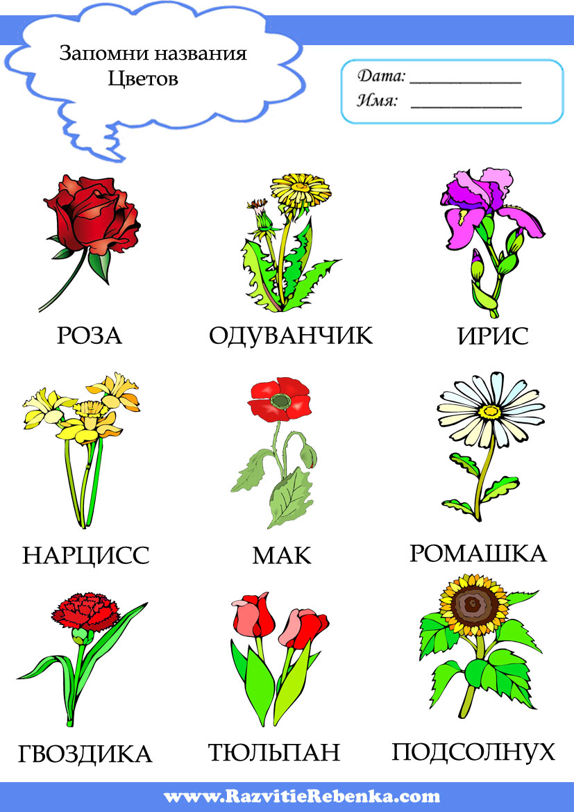 Красивые названия цветов растений. Цветы для дошкольников. Названия цветов для детей. Цветы с названиями для детей. Цветы названия для дошкольников.