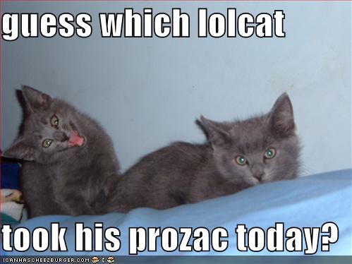 Prozac cat!