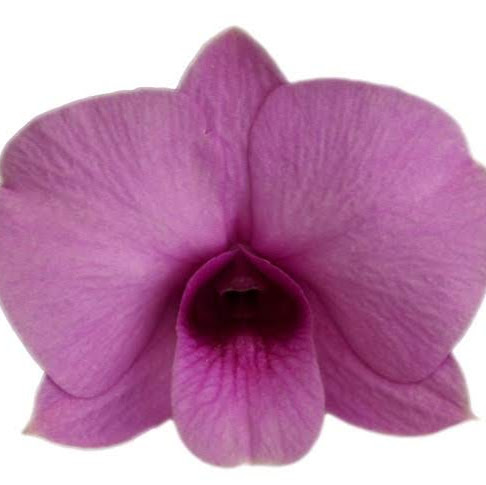 Orchid Den