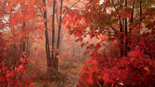 Fall Foliage Along the Blue Ridge Parkway, North Carolina.jpg