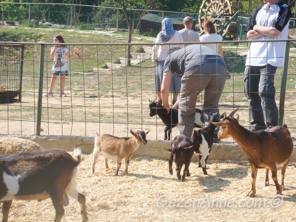 Polonezköy Piknik Park'taki keçiler