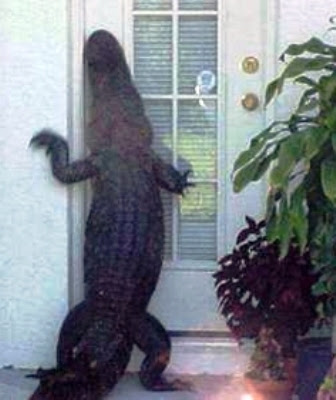 Alligator at the front door