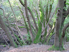 Ramage Peak Trail took us through a shaded forest and a creek.