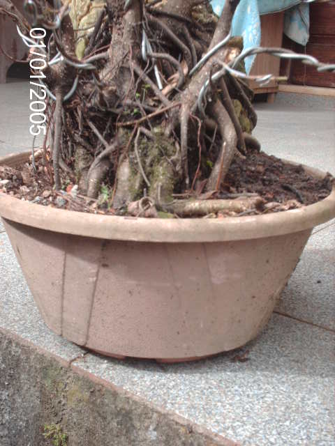 Ficus Microcarpa Começando... PICT1035