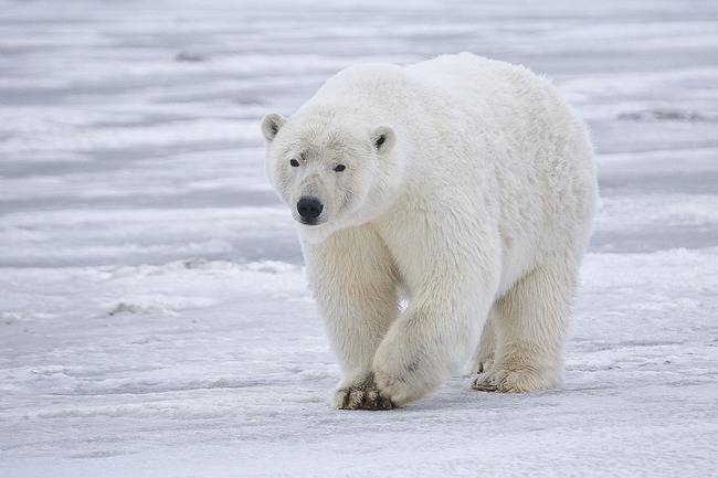 La degradación del ecosistema del Ártico por la retirada del hielo