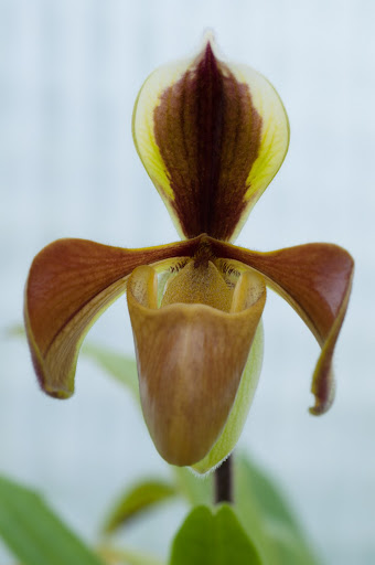 Paphiopedilum villosum _DSC0012