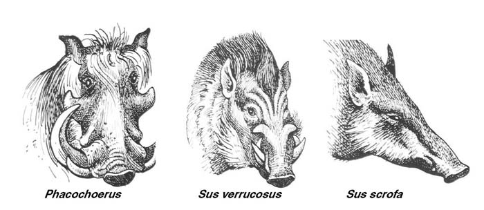 Different species and their facial development (after Thenius, 1970).