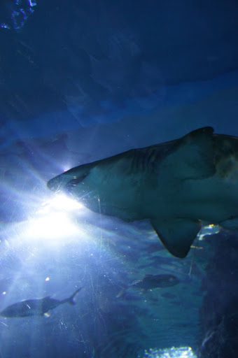 siam ocean world 3