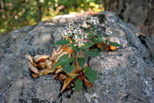 Nature Preserve «Cranberry Lake Preserve», reviews and photos, 1609 Old Orchard St, West Harrison, NY 10604, USA