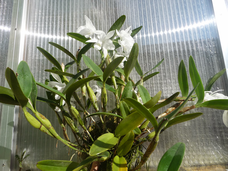 Guarianthe (Cattleya) skinneri f. alba P1190150