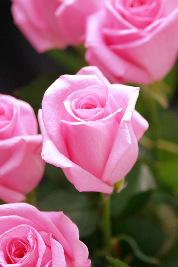 Pretty In Pink Rose