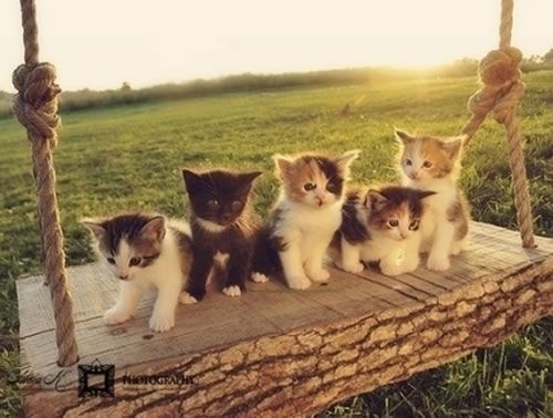 超可爱滴小猫猫|老大网络www.yulaoda.com