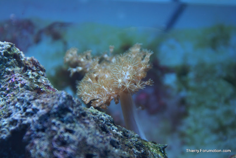 Capnella imbricata (Kenya Tree Coral) DSC04866