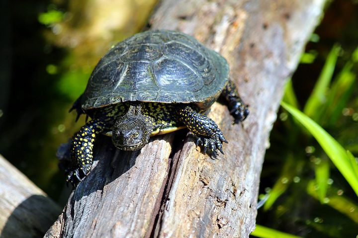 20. European Pond Turtles (120 years)