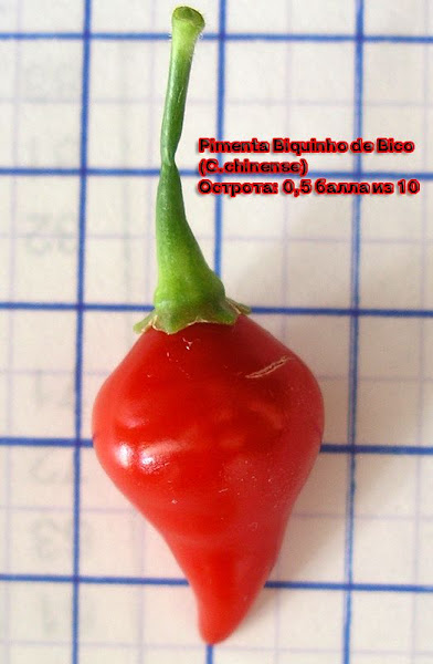 Pimenta_Biquinho_105days_fruit.jpg
