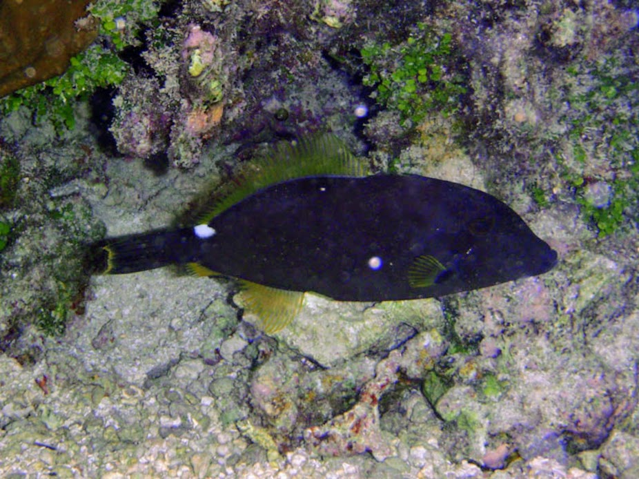Cantherhines sandwichensis (Sandwich Filefish), Rarotonga.